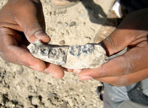 Conference on origins of early hominins in East Africa - image 4