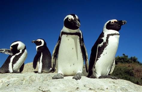 African Penguins at risk of extinction - image 3