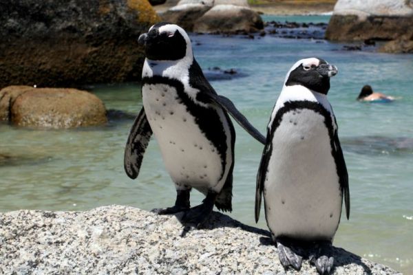 African Penguins at risk of extinction - image 2