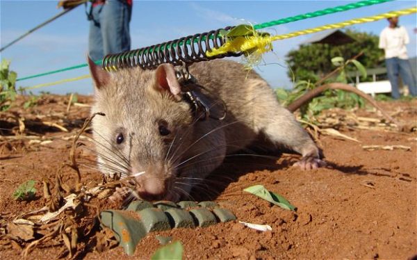 Mozambique declared free of land mines - image 4