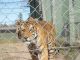 Cape Town zoo closes - image 2