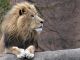 Cape Town zoo closes - image 3
