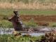 Hippo under threat in Lake Manyara - image 2