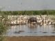 Hippo under threat in Lake Manyara - image 3
