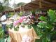 Ghana Garden and Flower show - image 1