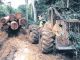 Tanzania and Kenya sign deal to tackle illegal timber trade - image 3