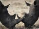 Rhino horns go missing in Maputo - image 3