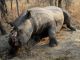 Rhino horns go missing in Maputo - image 4