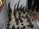 Rhino horns go missing in Maputo - image 2