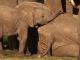 Arusha to open baby elephant orphanage - image 1