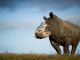Mozambique police involved in theft of rhino horn - image 1