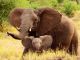 Arusha to open baby elephant orphanage - image 3