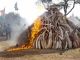 Mozambique to destroy confiscated ivory - image 3