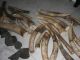 Mozambique to destroy confiscated ivory - image 2