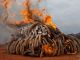 Mozambique to destroy confiscated ivory - image 4