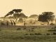 Serengeti voted world's best safari - image 2