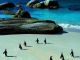 African Penguins at risk of extinction - image 1