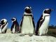 African Penguins at risk of extinction - image 3