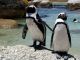 African Penguins at risk of extinction - image 2