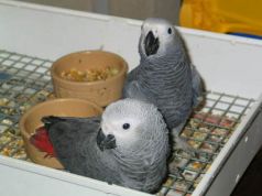Baby greys for sale