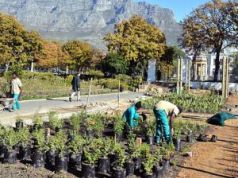 Public vegetable garden in Cape Town