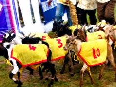 Annual Dar Goat Races