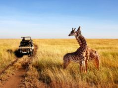 Kenya or Tanzania? The Safari Debate