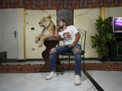 Egyptian lion tamer entertaining viewers from home
