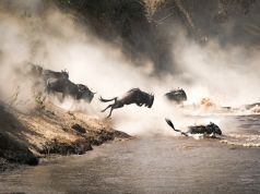 Over 300 wildebeests die crossing the mara river