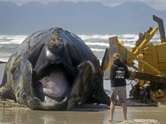 Stranded Humpback whale washes onto a beach near Cape Town