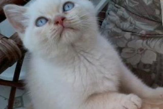 Attractive Pedigree British Shorthair Kittens