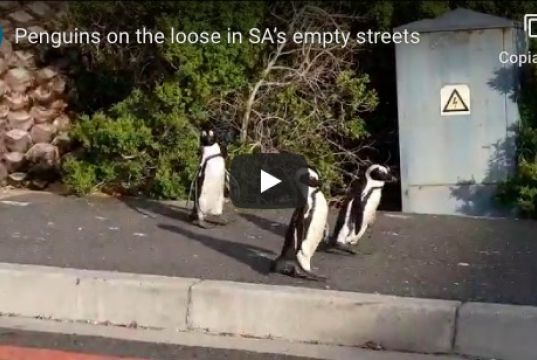 Penguins stroll Cape Town's streets during lockdown