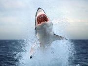 Increased shark spotting in Cape Town