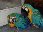 Well trained blue and gold macaw parrots