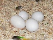 Fertile parrots eggs for sale