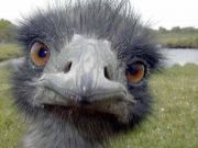 Ostrich ban affects South African farms