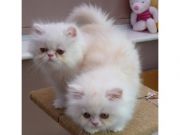 Cute persian kittens ready to go now