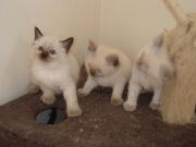 Blue Eyed Ragdoll kittens ready for new homes now