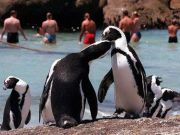Cape Town’s wandering penguins