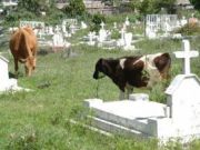 Accra cemeteries full