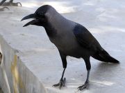 Dar es Salaam to poison Indian House Crows