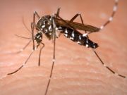 Dengue fever in Dar es Salaam