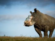 Mozambique police involved in theft of rhino horn
