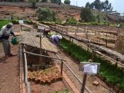 Addis Ababa botanic garden to increase profile