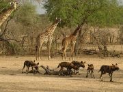 Tanzania plans hydroelectric plant in game reserve