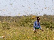 Locusts ravage Somalia