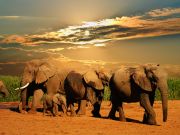 Best Safaris in South Africa