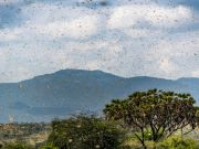 East Africa hit hard by the locust invasion