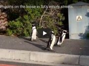 Penguins stroll Cape Town's streets during lockdown
